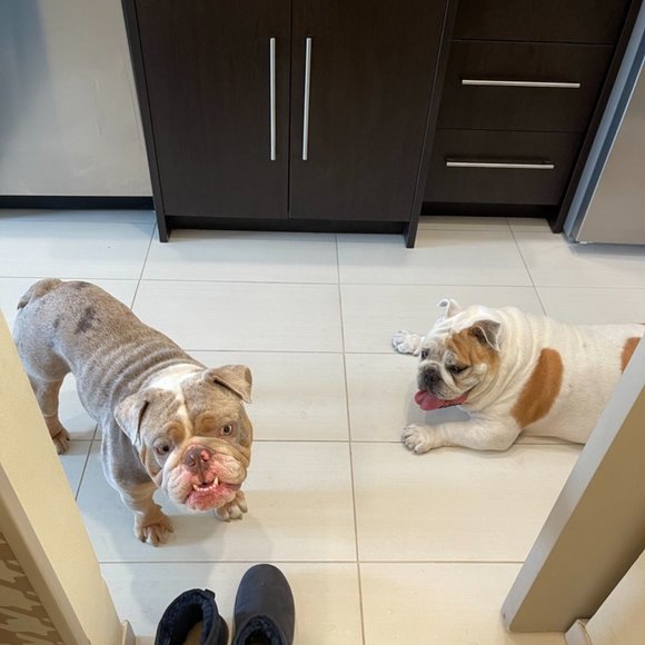 Mother of Bulldogs - Picture 4 of 8